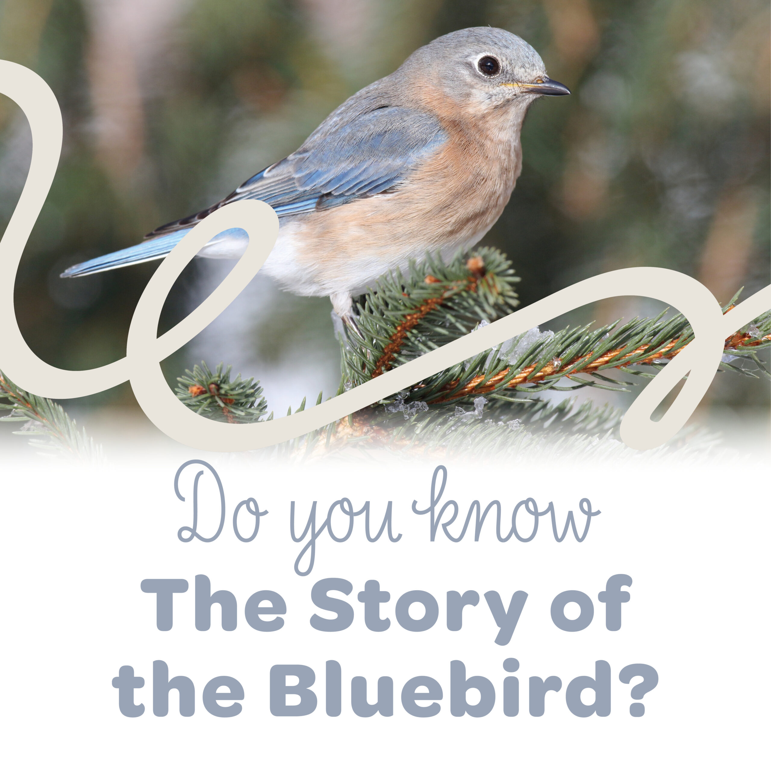 The Story of the Bluebird on Instagram